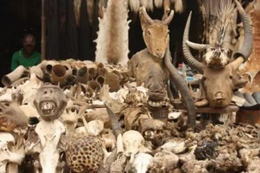 西非多哥共和国的巫术市场