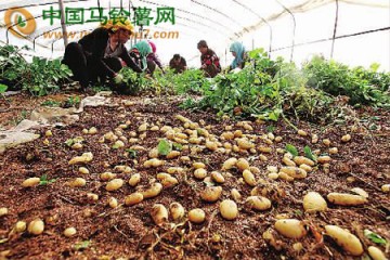 马铃薯特色村--张北县金家村 ()