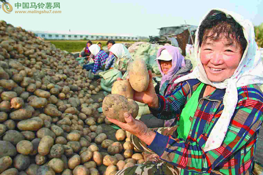 黑龙江绥化市北林区津河镇津河村土豆喜获丰收