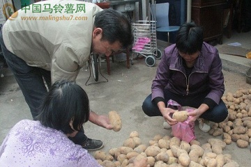 舟山：农户忙备冬种马铃薯新品种 ()