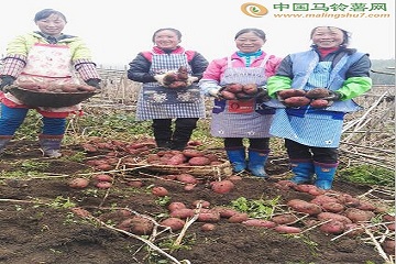 贵州赫章县：马铃薯亩产过万 农户脱贫有望 ()