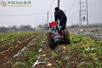 滕州洪绪镇：雨雪来临 党员助农抢收马铃薯 ()