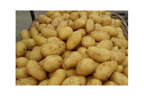 供应青岛平度张戈庄镇优质土豆