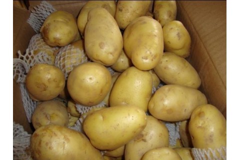 常年代收优质土豆