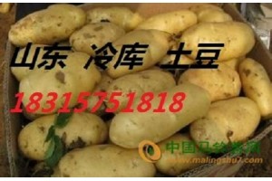 山东土豆批发价格18315751818