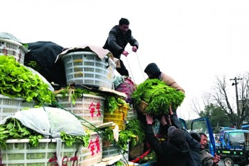 安徽铜陵：早春菜市一片繁忙 ()