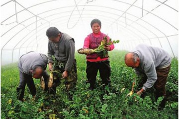 南充市营山县大力丰富市民“菜篮子” ()