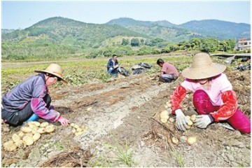 云城前锋村：“地蛋”变“金蛋” 马铃薯种植助农脱贫 ()