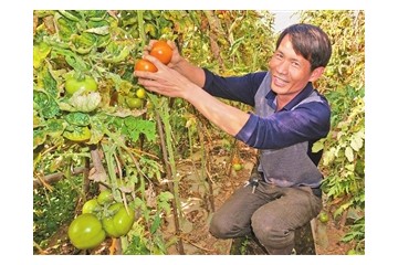 云南石屏县：冬早熟蔬菜为民创富增收 ()