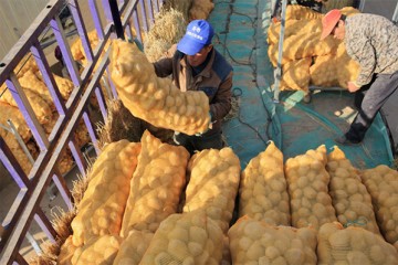 大兴安岭地区：脱毒种薯广受欢迎 ()