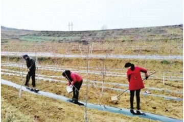 陇南徽县创造现代农业种植模式 ()
