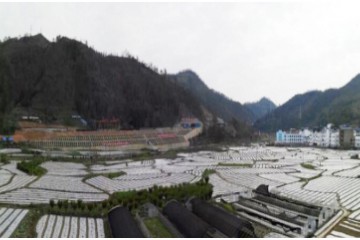 贵州罗悃镇：早春蔬菜种植繁忙 ()