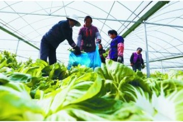 大棚蔬菜喜获丰收 ()