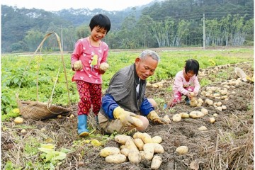 广西容县新土豆获丰收 产量较去年大增 ()