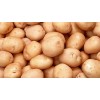 窖储尤金885土豆400万斤出售