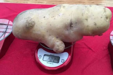 玉林薯王重达2.024公斤 ()