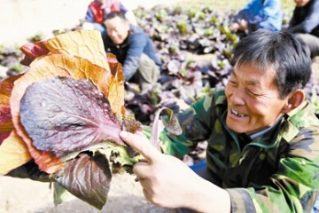 天津市引入紫白菜 长势喜人 ()