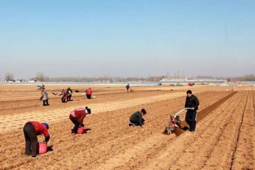 新疆玛纳斯县：4000亩“金土豆”陆续开始播种 ()