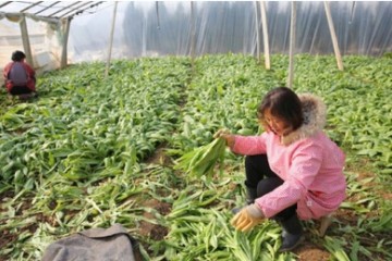 宝鸡市：新建蔬菜5000亩 ()