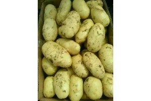 土豆1