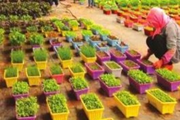 金昌市永昌县：“阳台蔬菜”上市俏销 ()