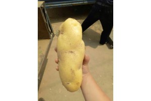 土豆1