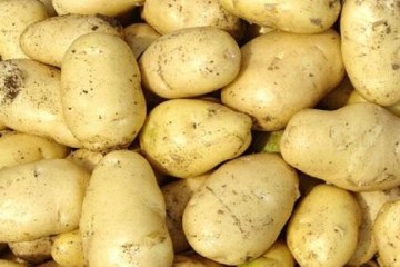 临淄：新土豆少量上市 价格小幅走高 ()