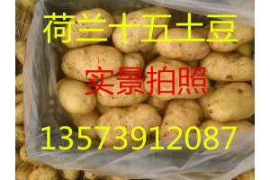 山东土豆产地哪里土豆价格便宜
