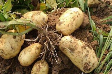 贵州威宁：“金土豆”助农增收 ()