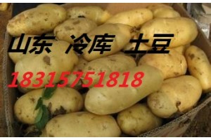 山东大棚土豆大量上市。价格便宜18315751818