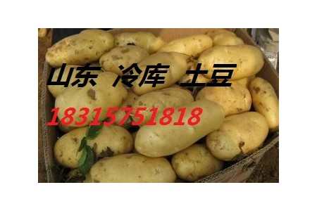 山东土豆价格18315751818 (0)