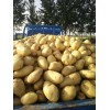 本人大量供应荷兰十五