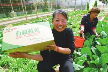 新疆有机蔬菜下月入香港销售 ()