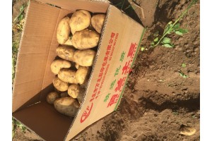 河北张家口坝上张北县荷兰十五土豆种植基地上市批发价格