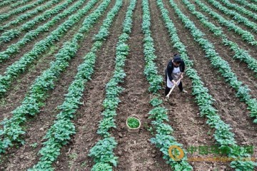 重庆市黔江区：马铃薯套种玉米 为民创增收 ()