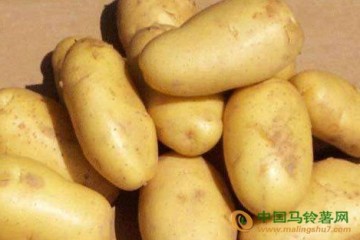 山西岚县：一颗小土豆带动全县产业发展 ()