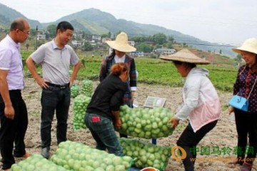 贵州黄平县：早熟马铃薯喜获丰收 ()