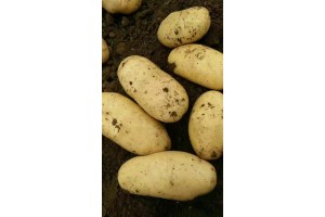 河北张家口坝上尚义县荷兰十五土豆种植基地上市批发价格