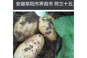 荷兰十五土豆安徽阜阳界首种植基地大量上市