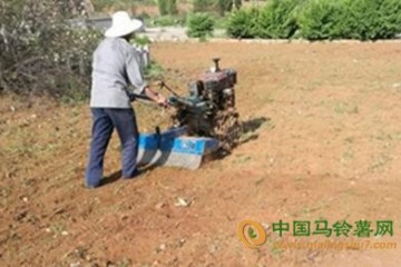 山西省安泽县：土豆种植助农增收 ()