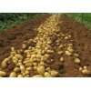 30亩露天土豆出售