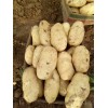 山东肥城大棚荷兰土豆大量供应