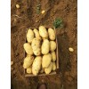 大量出售基地荷兰十五土豆
