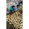 本处大量供应各品种土豆