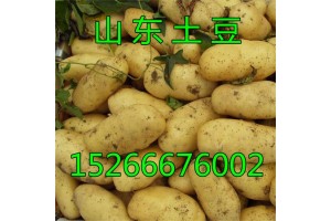 山东土豆产地批发价格，哪里荷兰十五土豆价格便宜