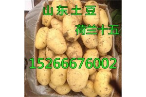 山东土豆价格荷兰十五土豆价格