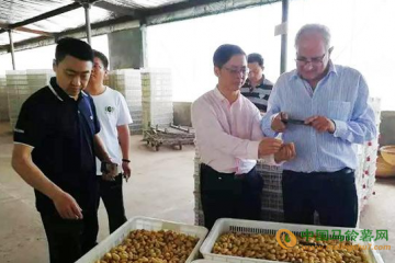 山东乐陵：小小马铃薯走向埃及 ()