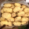 本人大量出售荷兰十五大土豆
