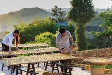 重庆石柱：特色土豆产业助农增收 ()