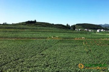贵州威宁：小洋芋带来大发展 ()